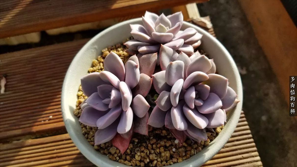 多肉如何养才不损耗杆子的养分,夏季带盆土的多肉要修根吗