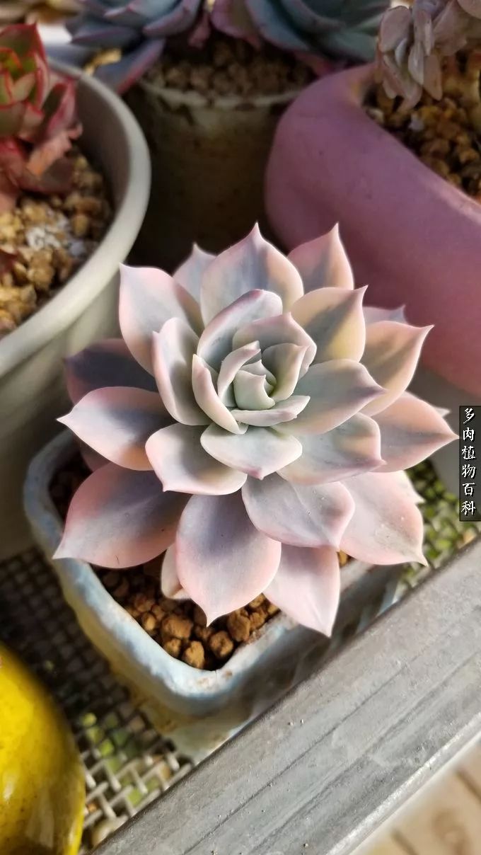 多肉如何养才不损耗杆子的养分,夏季带盆土的多肉要修根吗