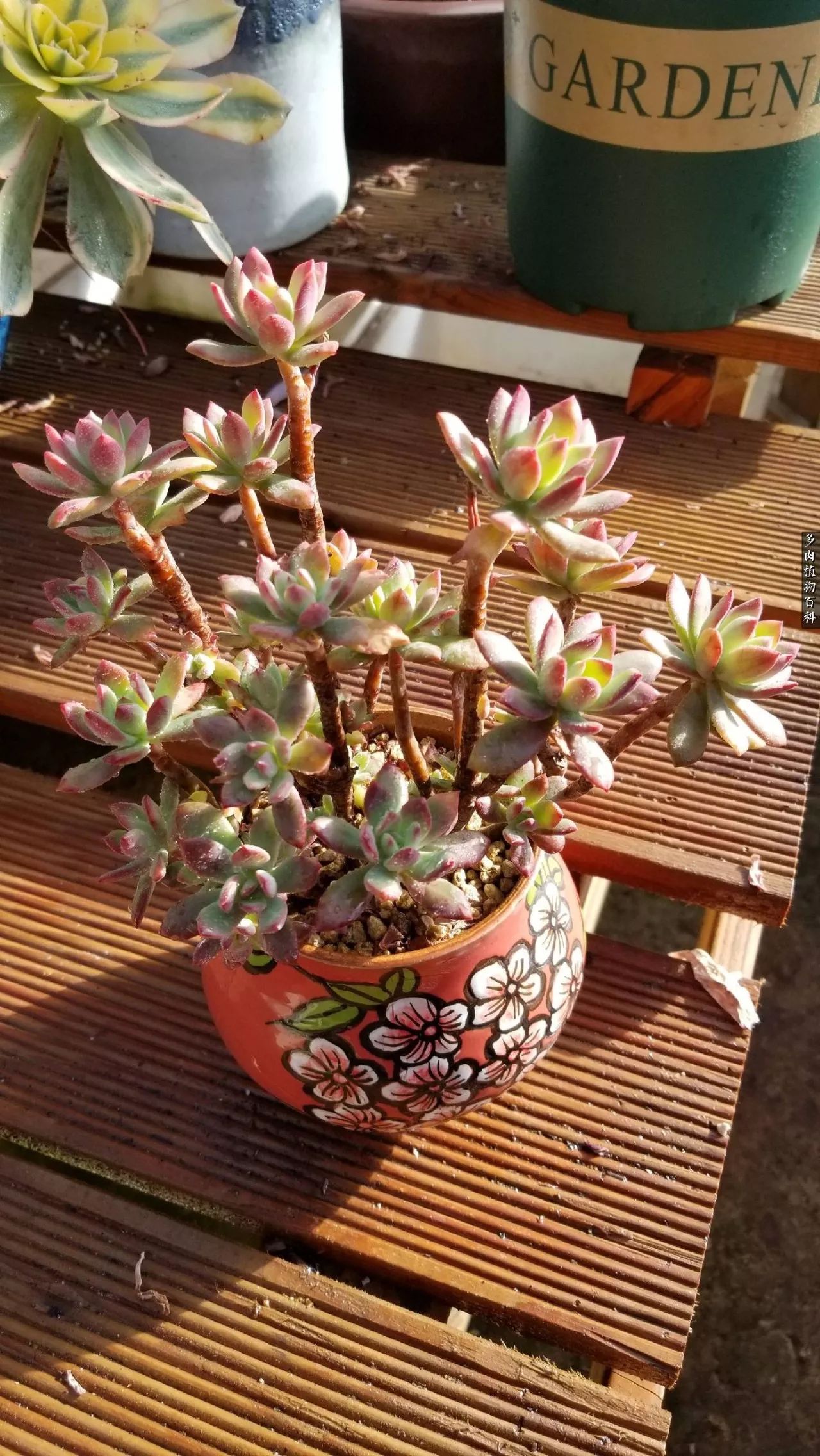 多肉如何养才不损耗杆子的养分,夏季带盆土的多肉要修根吗