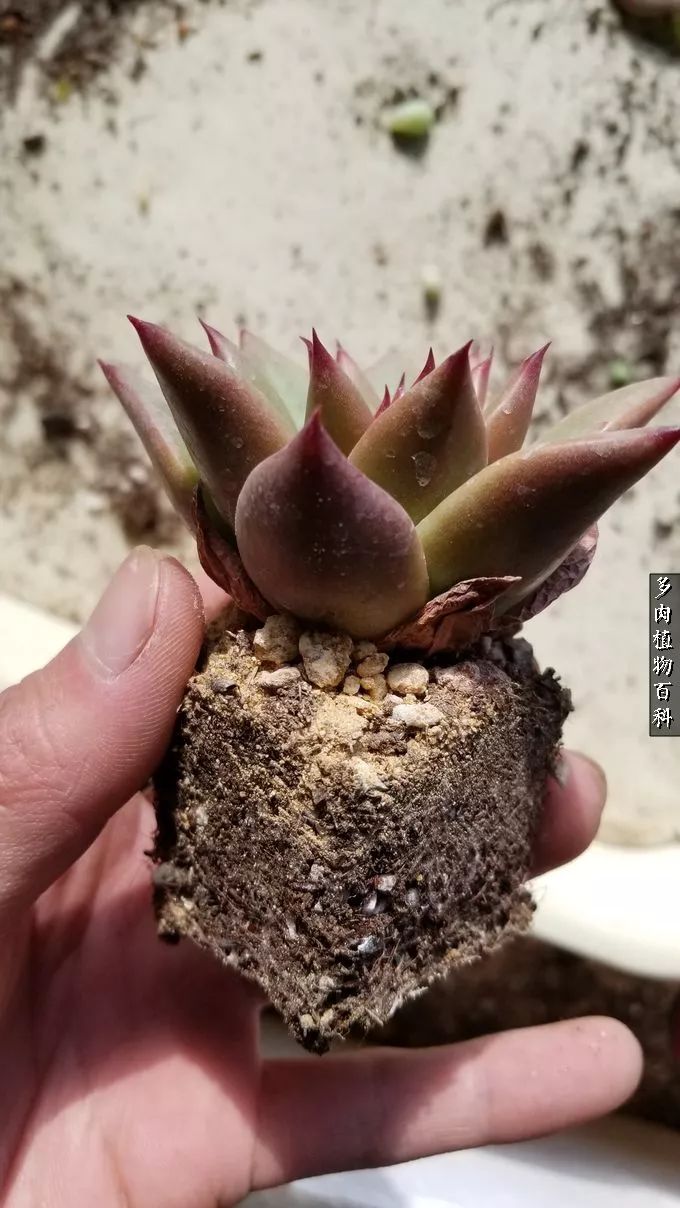 多肉如何养才不损耗杆子的养分,夏季带盆土的多肉要修根吗