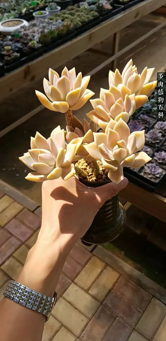 多肉如何养才不损耗杆子的养分,夏季带盆土的多肉要修根吗