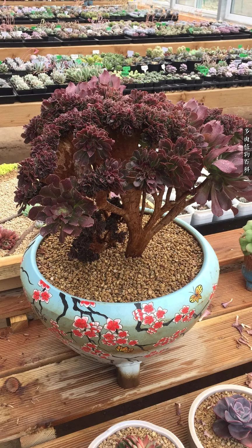 多肉如何养才不损耗杆子的养分,夏季带盆土的多肉要修根吗