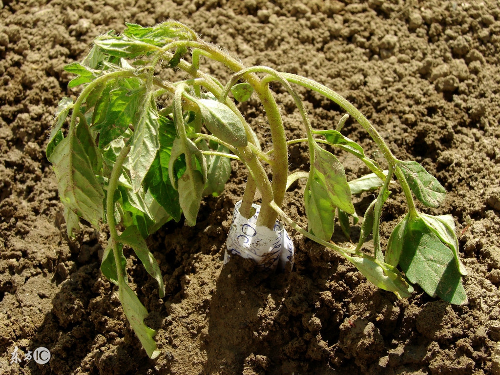 西红柿疯长不坐果怎么治,西红柿疯长但开花少的原因