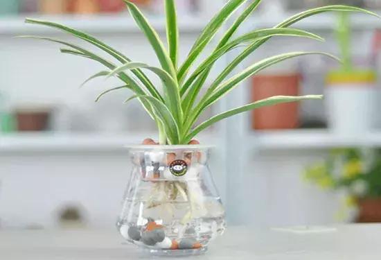 怎么养好小鱼儿 (怎样养好小鱼儿)