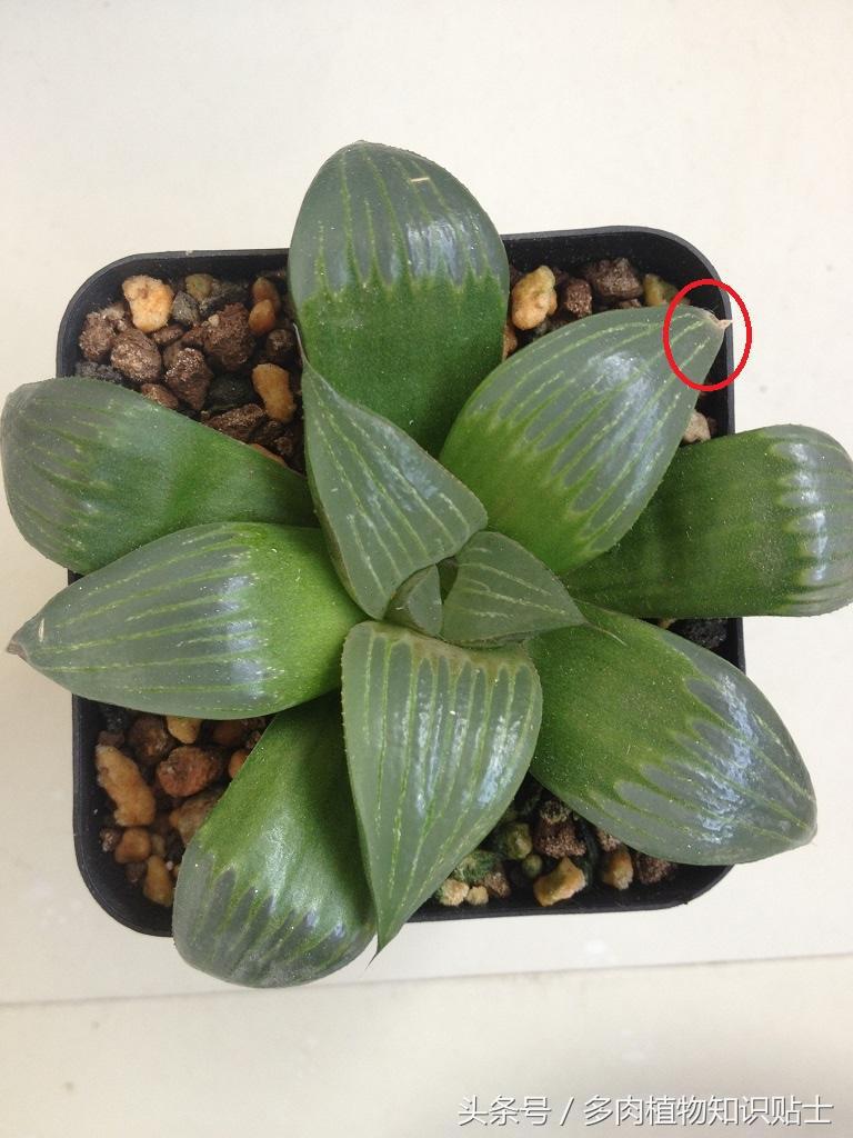 十二卷叶子干瘪如何恢复,十二卷叶子软了怎么补救