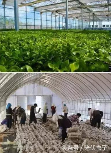 光伏农业基础知识,光伏农业项目经典案例