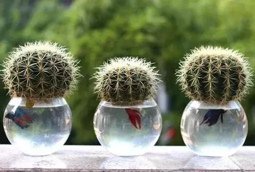 怎么养好小鱼儿 (怎样养好小鱼儿)