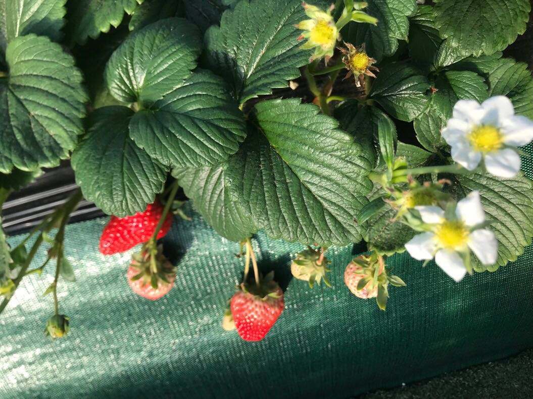 普兰店摘草莓的地方,普兰店草莓采摘技术