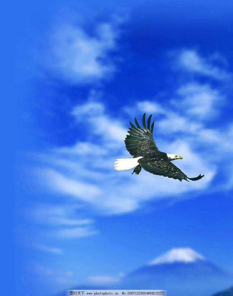 鹰和鸡的故事全集,鹰和鸡的故事解读