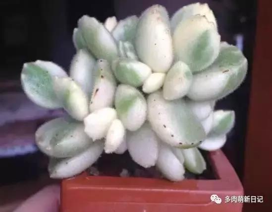 像熊爪子一样的多肉,多肉观察日记100字以上