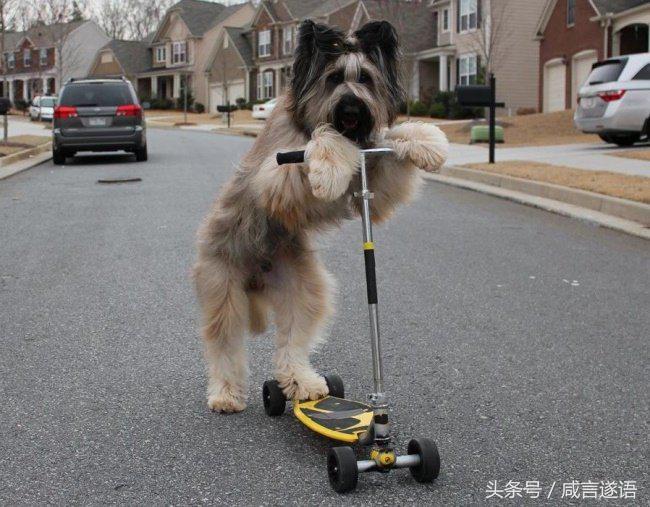 动物们都开始健身了好厉害的样子,这年头动物都开始健身了