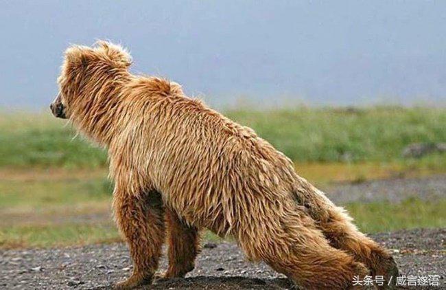 动物们都开始健身了好厉害的样子,这年头动物都开始健身了