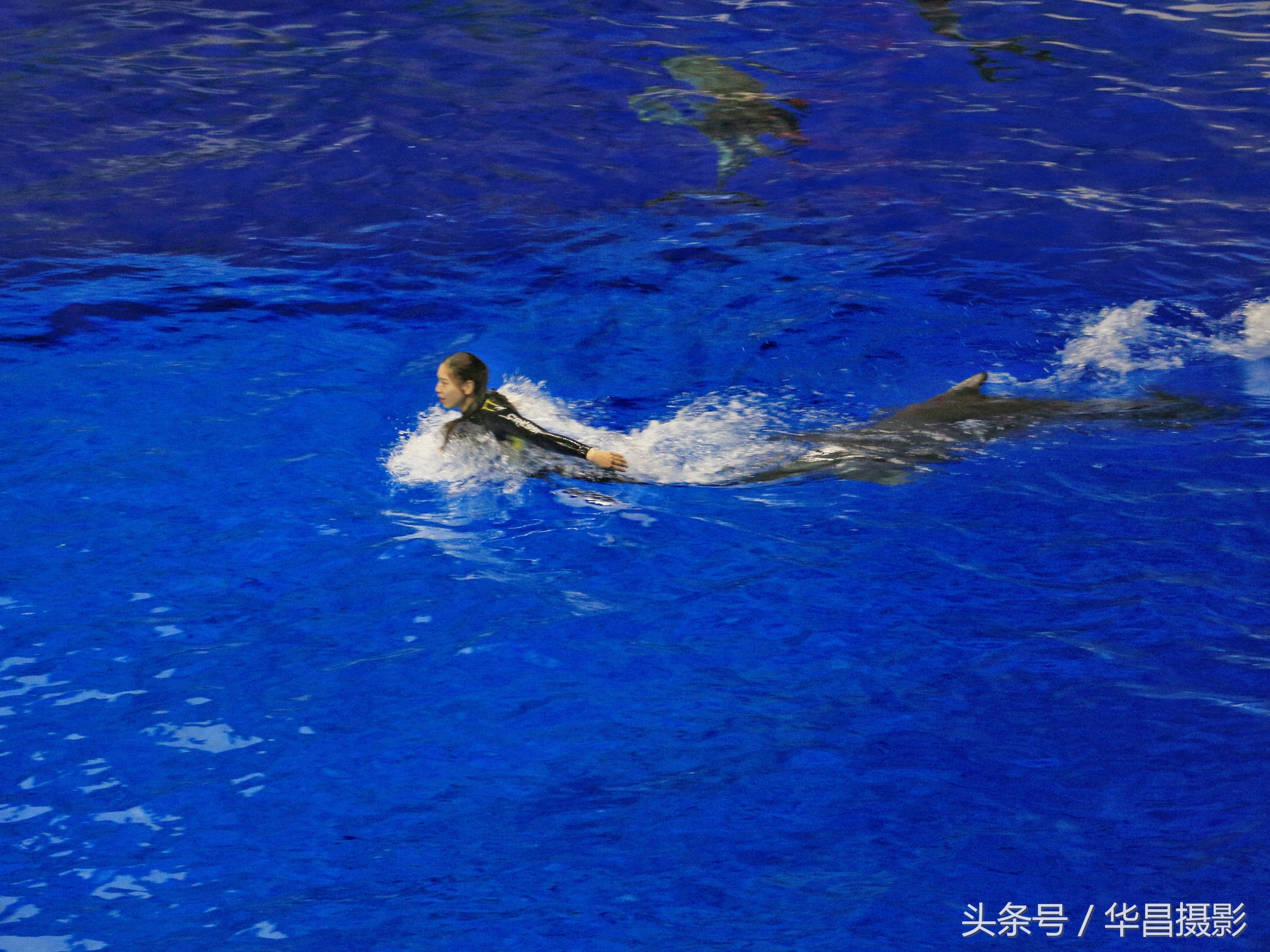 北京海洋馆海豚,北京海洋馆海豚表演时间表