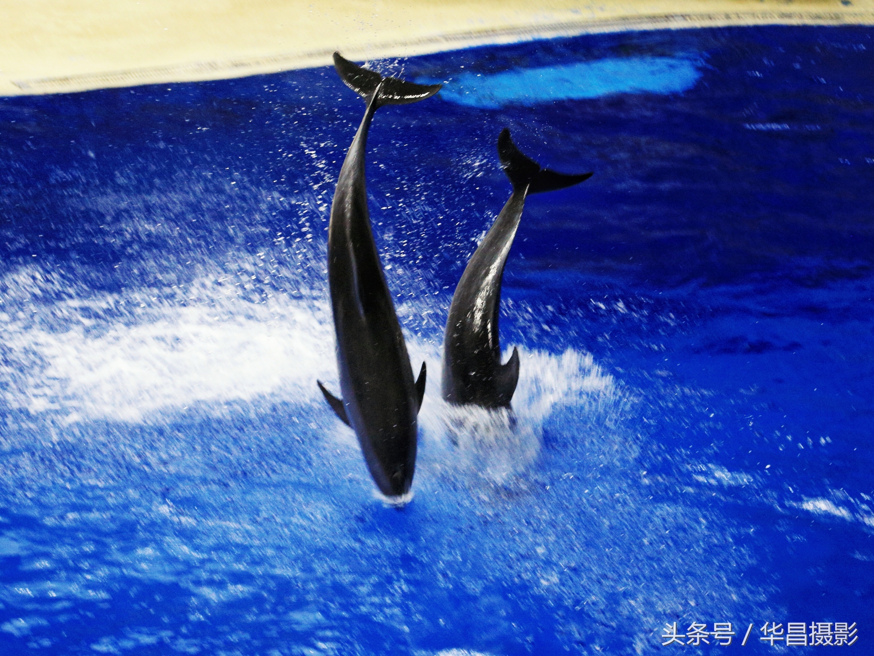 北京海洋馆海豚,北京海洋馆海豚表演时间表