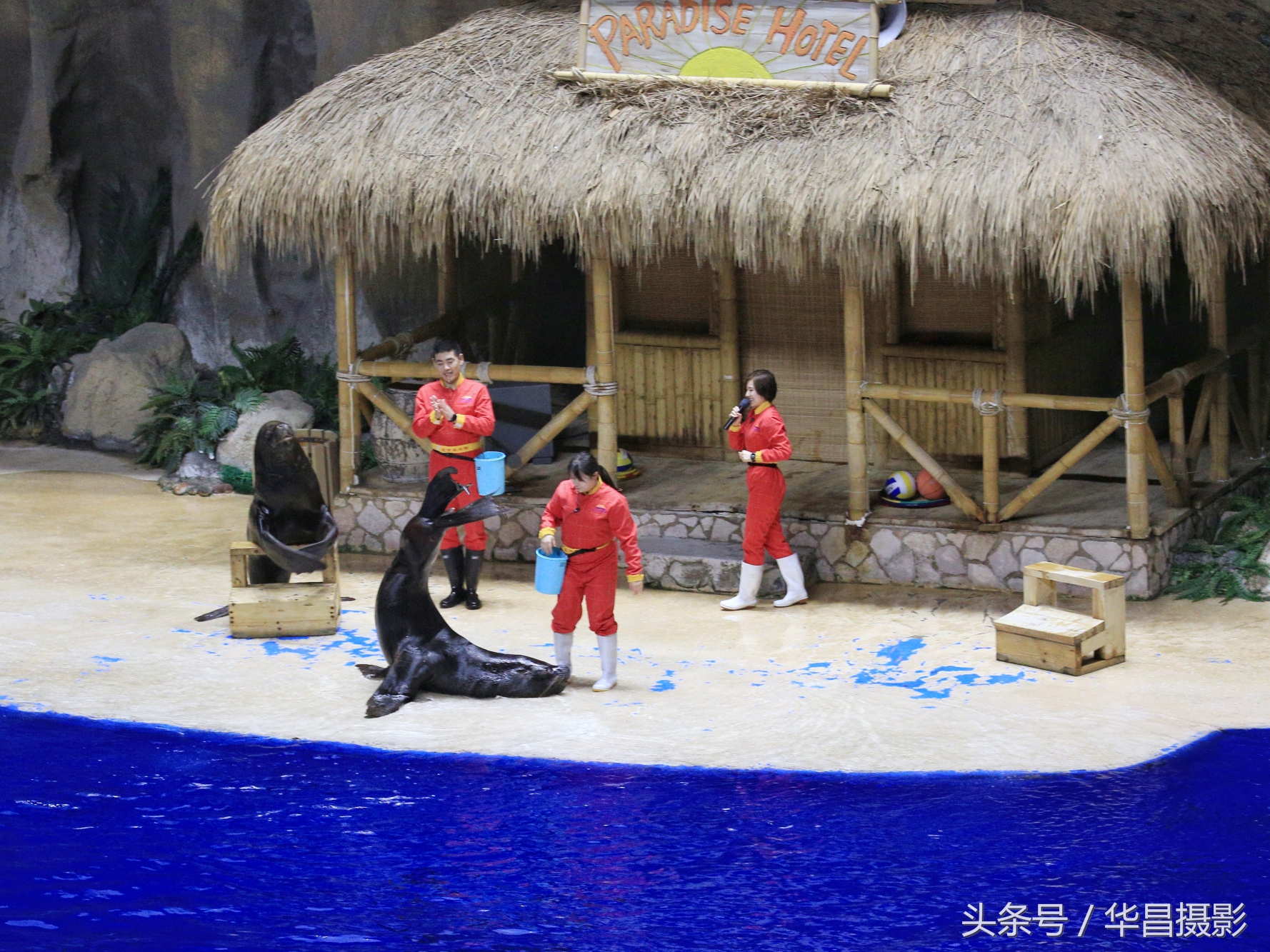 北京海洋馆海豚,北京海洋馆海豚表演时间表