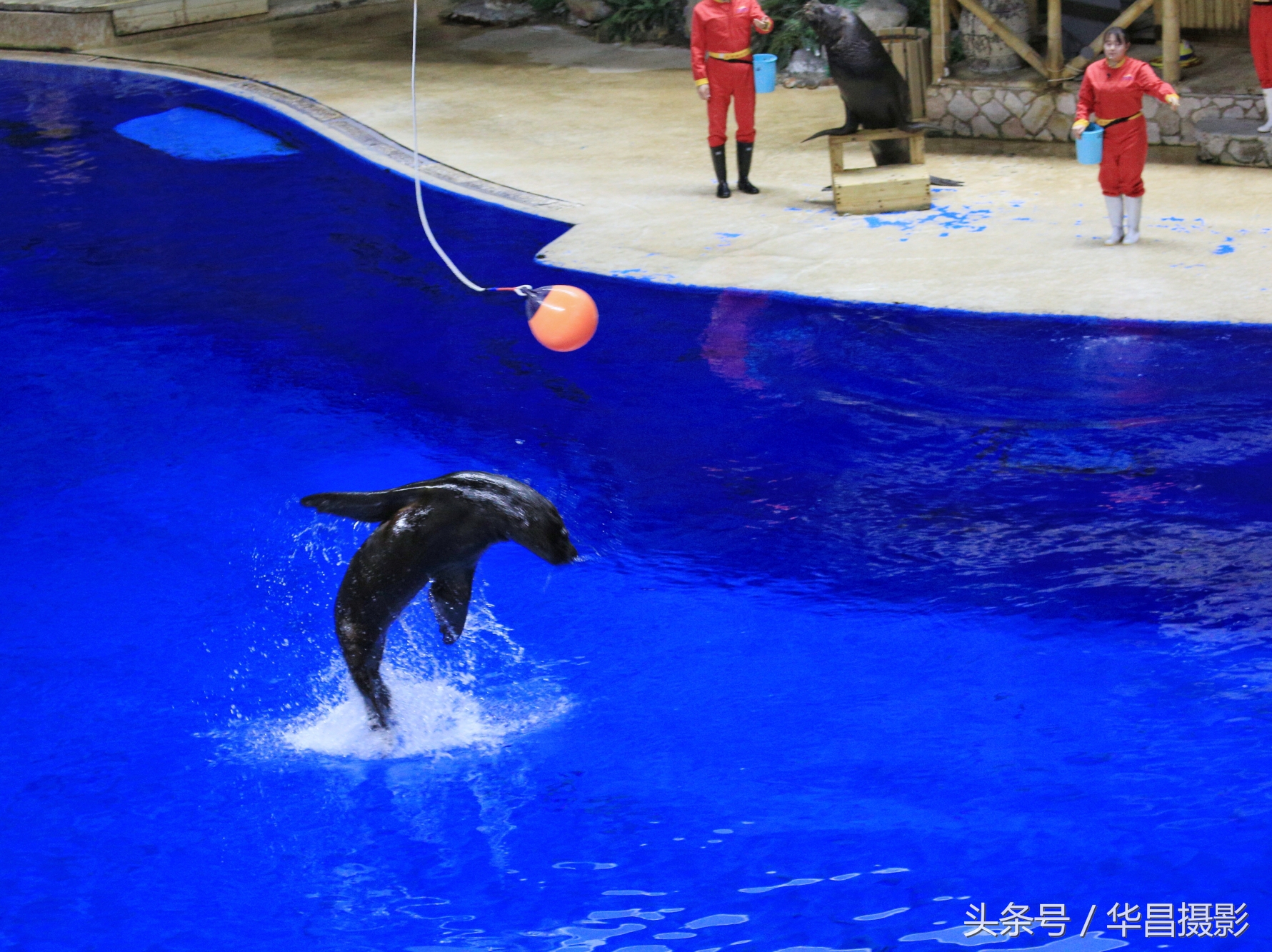 北京海洋馆海豚,北京海洋馆海豚表演时间表