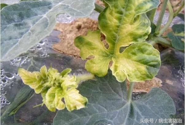 对瓜类敏感的农药,西甜瓜病虫害与农药