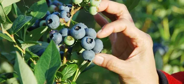 浙江采摘瓜果亲子游方案,金华采摘游最强攻略