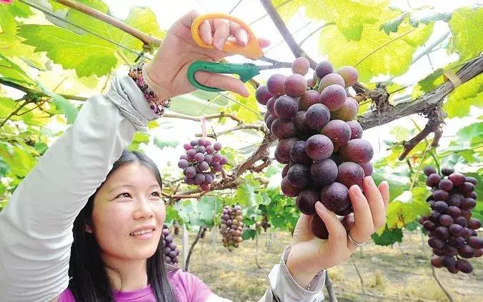 浙江采摘瓜果亲子游方案,金华采摘游最强攻略