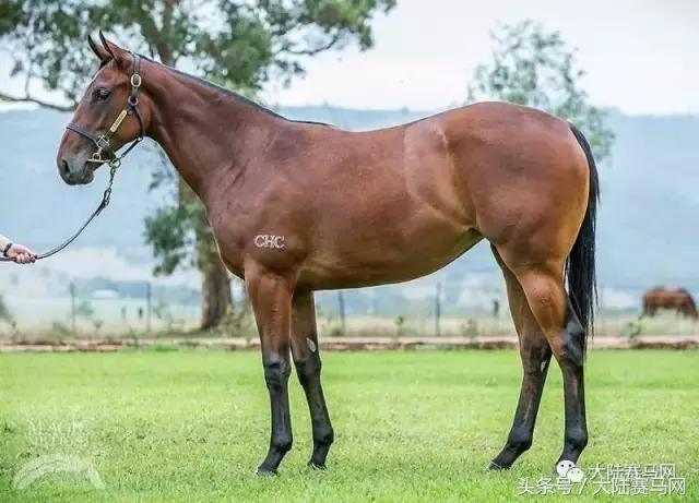 马业要闻,中国马业最受欢迎的俱乐部