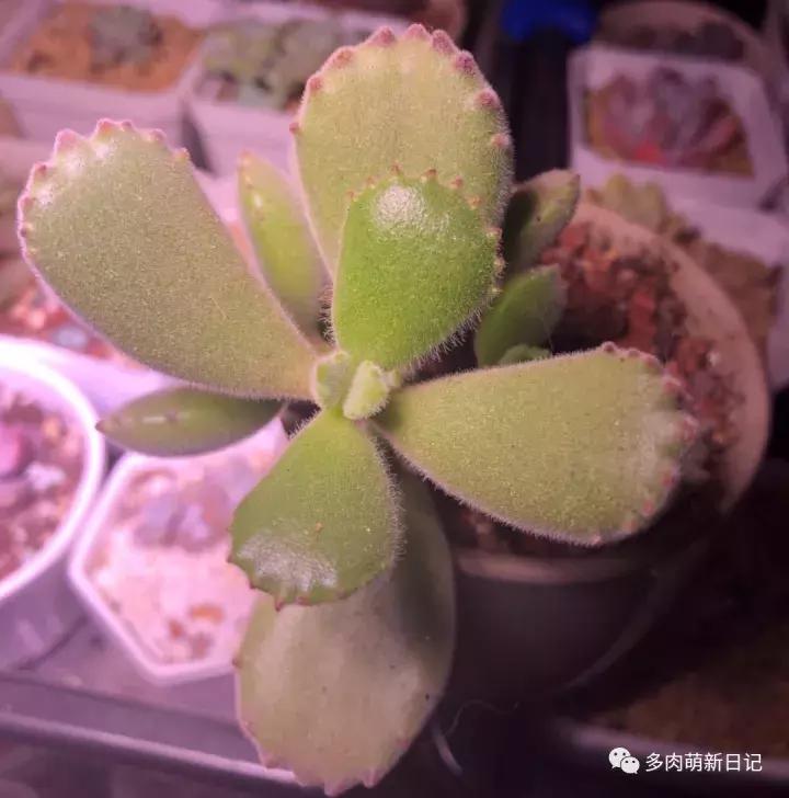 像熊爪子一样的多肉,多肉观察日记100字以上