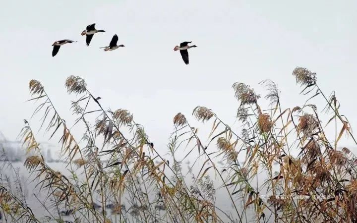 蔡甸，你凭什么这么牛？