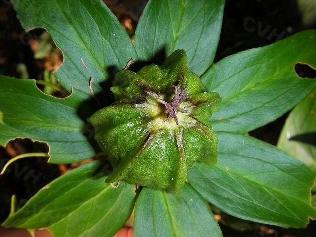 传说中的民间神草,传说中的神植物