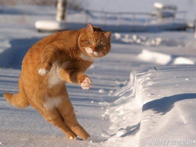 动物们都开始健身了好厉害的样子,这年头动物都开始健身了