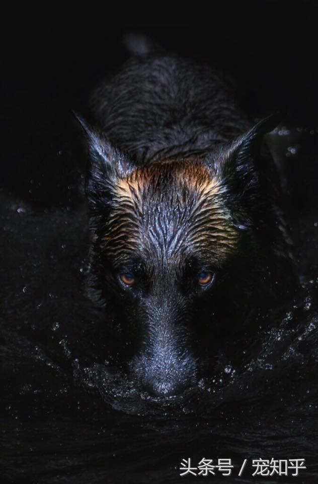 犬界精英——马犬，警察叔叔最爱它