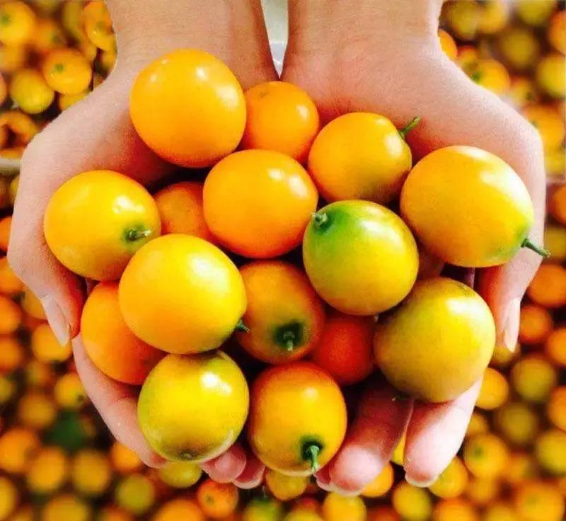 浙江采摘瓜果亲子游方案,金华采摘游最强攻略