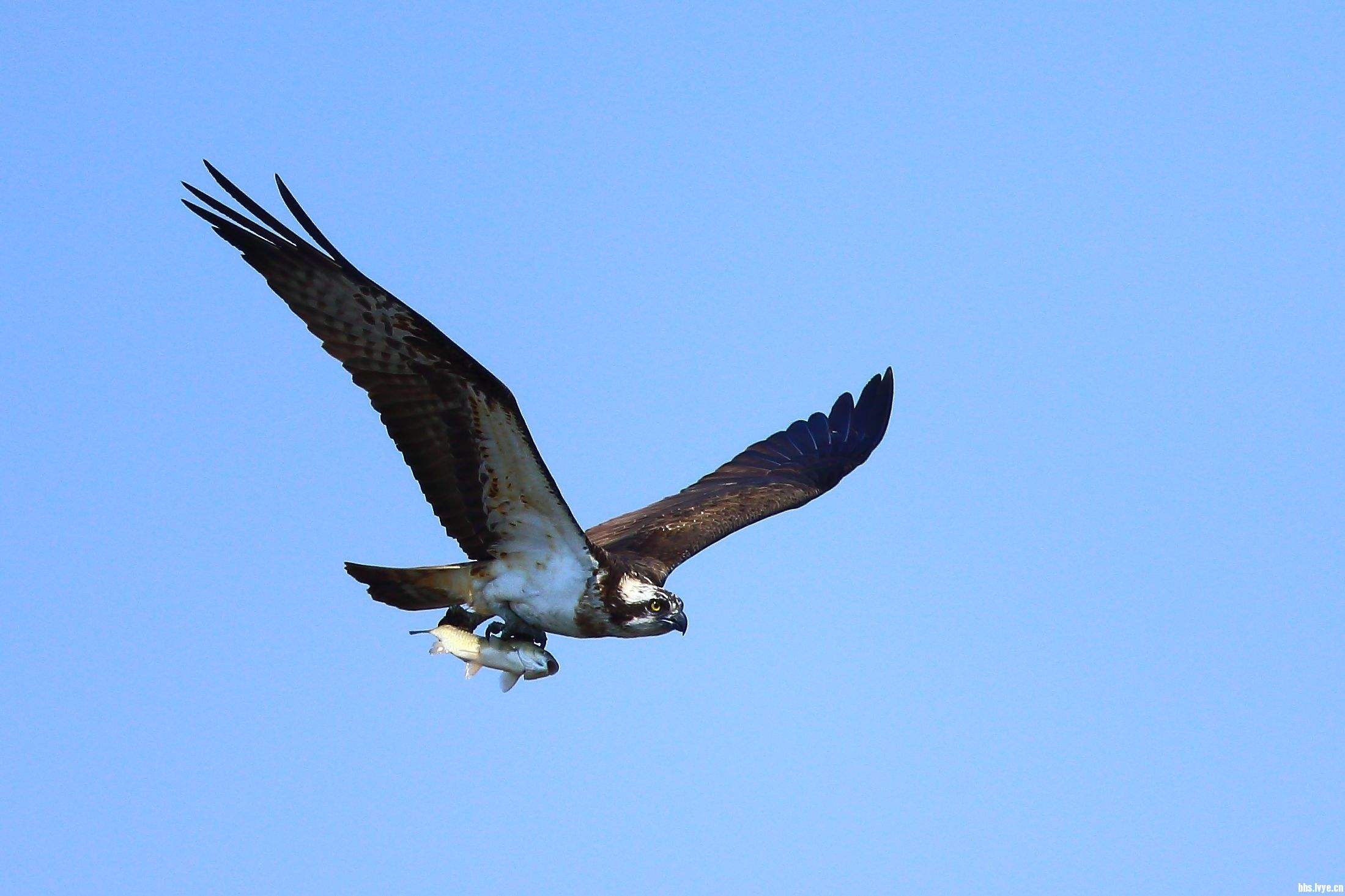 鹰和鸡的故事全集,鹰和鸡的故事解读