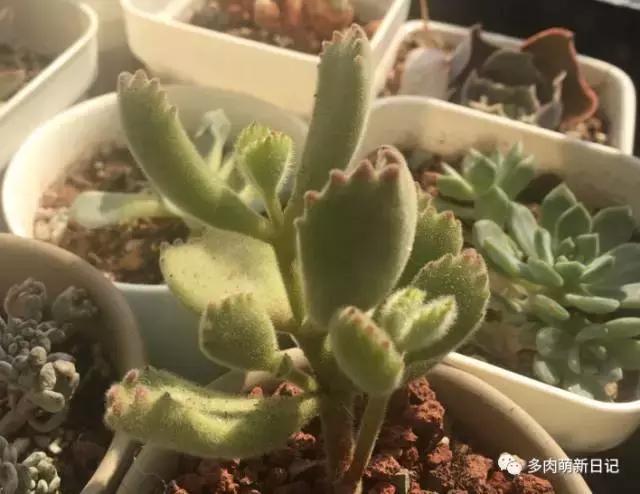 像熊爪子一样的多肉,多肉观察日记100字以上