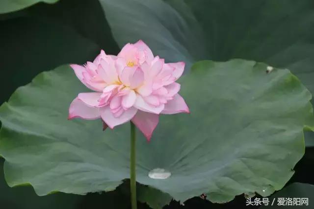 娲涢槼瀛熸触鏈夊悕鐨勯晣,娲涢槼瀛熸触鍙ら晣