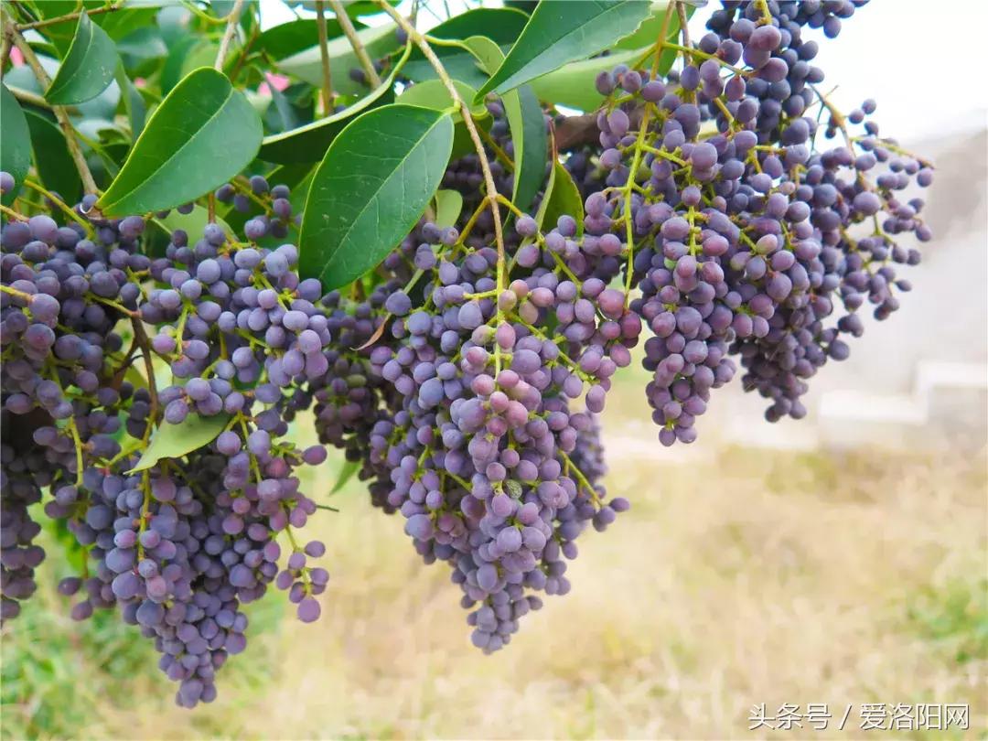 娲涢槼瀛熸触鏈夊悕鐨勯晣,娲涢槼瀛熸触鍙ら晣