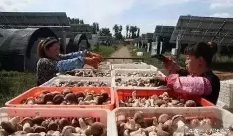 光伏农业基础知识,光伏农业项目经典案例