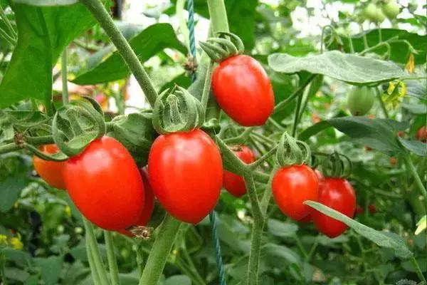 浙江采摘瓜果亲子游方案,金华采摘游最强攻略