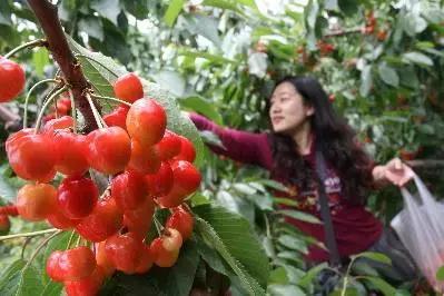 浙江采摘瓜果亲子游方案,金华采摘游最强攻略