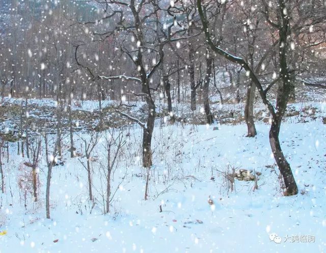 下雪了柿子红了,下雪了树枝上挂满了白雪