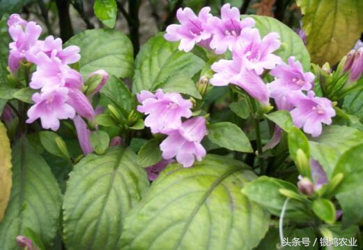 中药材市场行情变化无常,药材行情还会涨吗