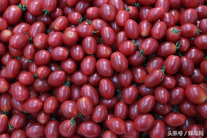 超高像素微距镜头,性价比超高的500万微距镜头