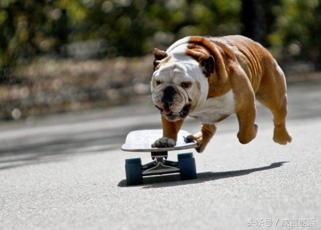 动物们都开始健身了好厉害的样子,这年头动物都开始健身了