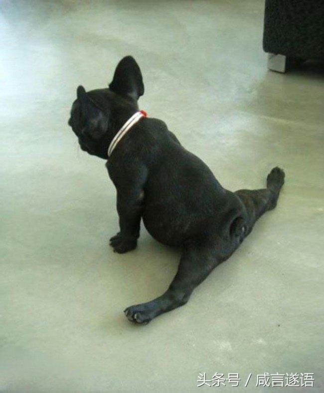 动物们都开始健身了好厉害的样子,这年头动物都开始健身了