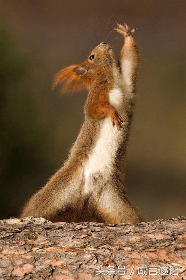 动物们都开始健身了好厉害的样子,这年头动物都开始健身了