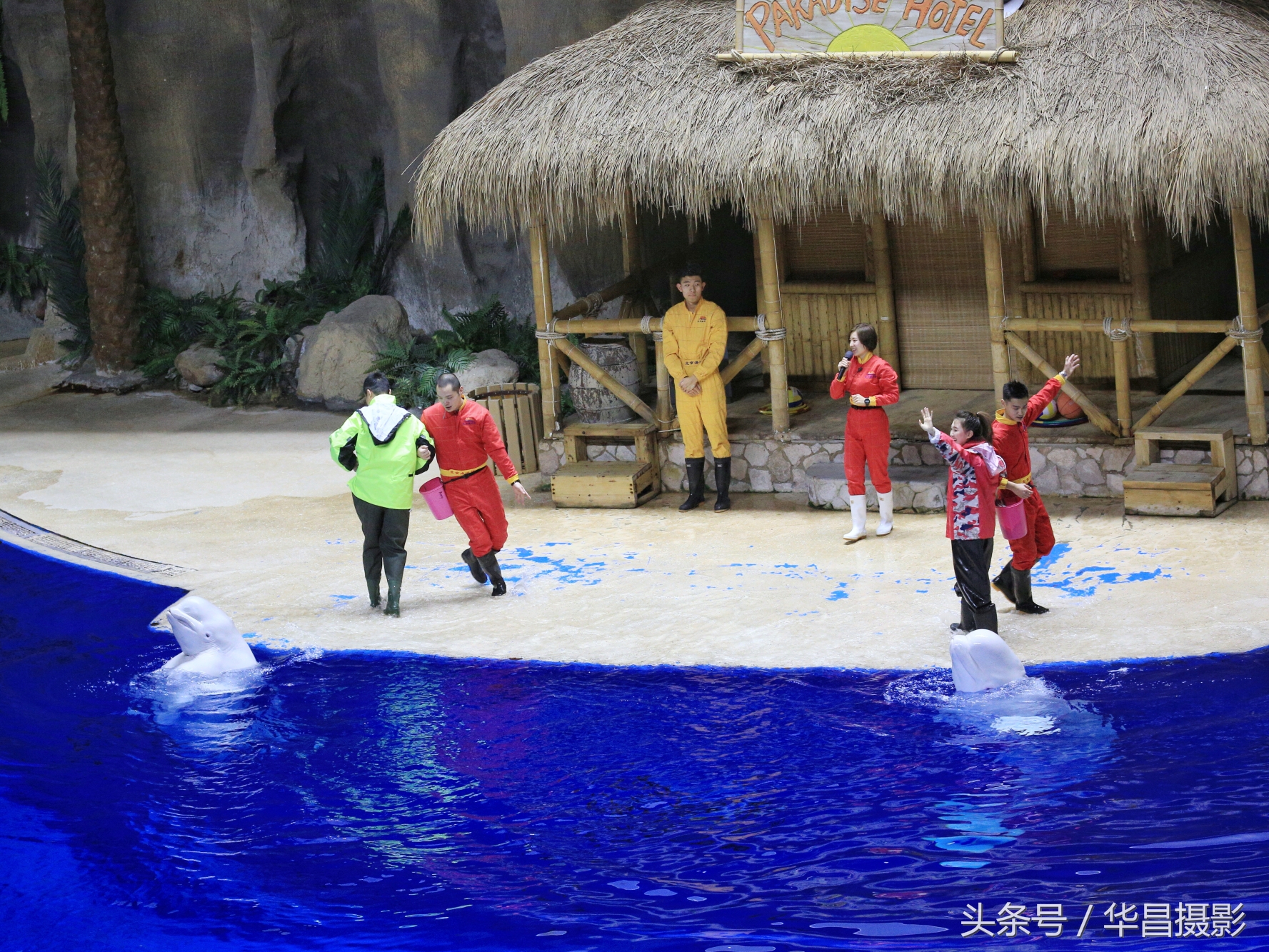 北京海洋馆海豚,北京海洋馆海豚表演时间表