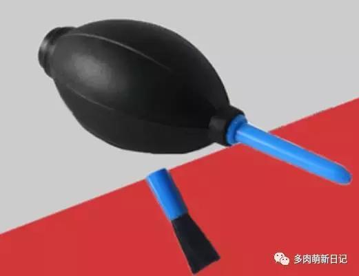 像熊爪子一样的多肉,多肉观察日记100字以上