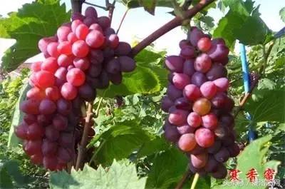 娲涢槼瀛熸触鏈夊悕鐨勯晣,娲涢槼瀛熸触鍙ら晣