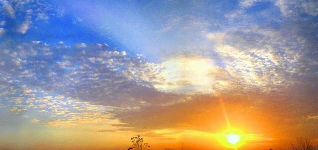 诗是空言梦是虚，一庭春艳曳红裾四月集：留取残荷诗作选二