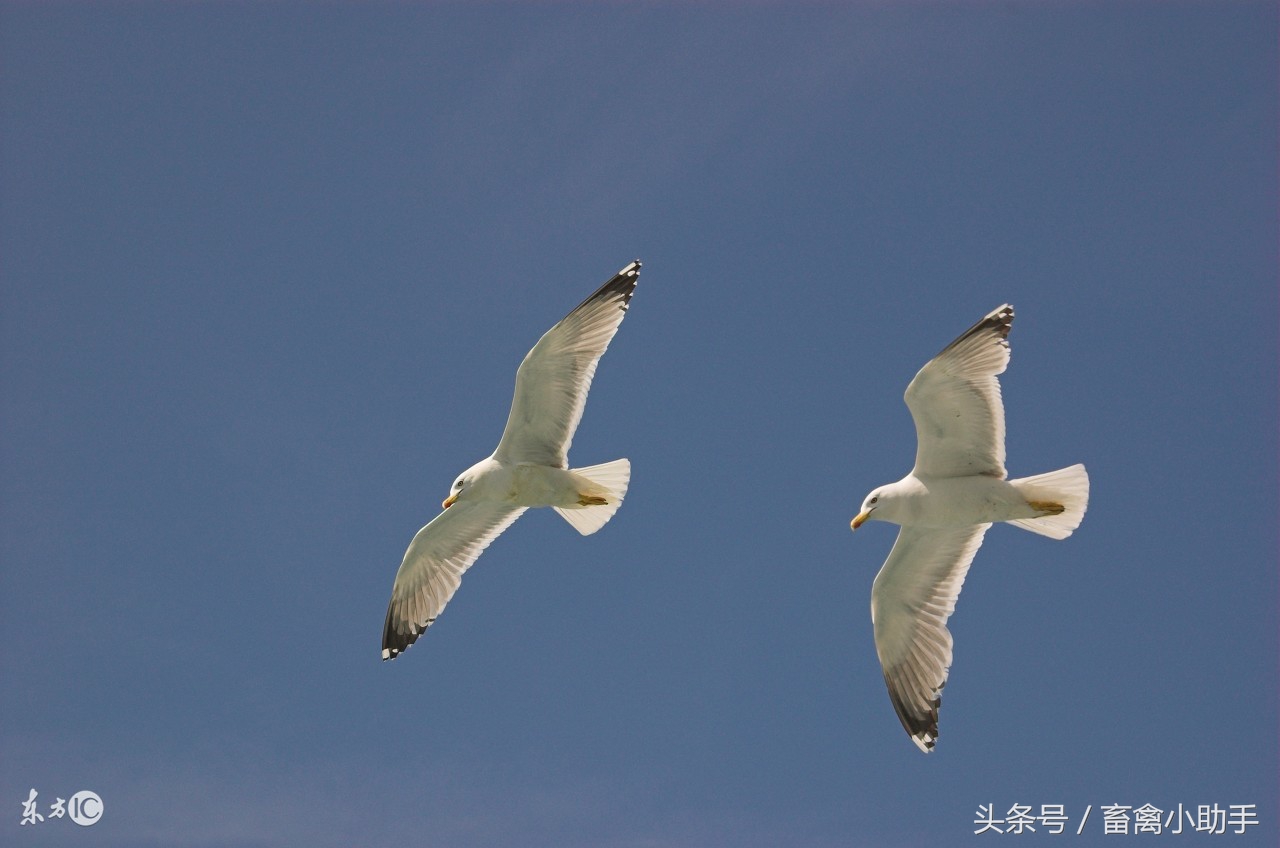 如何判断鸽子是嗉囊炎还是气囊炎,鸽子气囊炎最简单有效的药