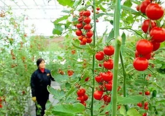 浙江采摘瓜果亲子游方案,金华采摘游最强攻略