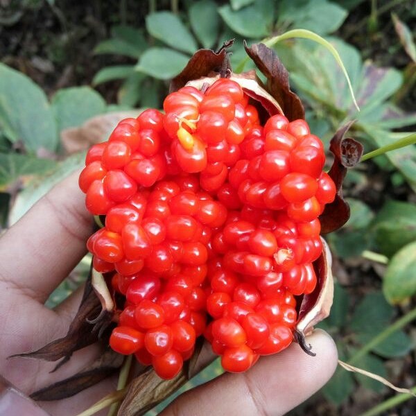 传说中的民间神草,传说中的神植物